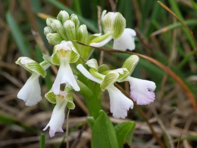 Orchis bouffon Anacamptis morio (L.) R.M.Bateman, Pridgeon & M.W.Chase, 1997
