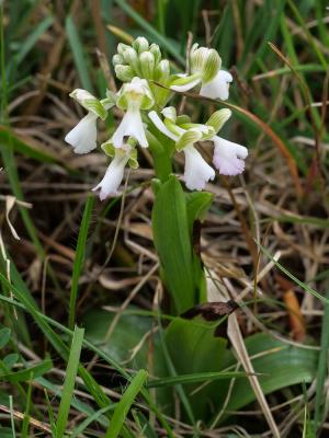 Orchis bouffon Anacamptis morio (L.) R.M.Bateman, Pridgeon & M.W.Chase, 1997