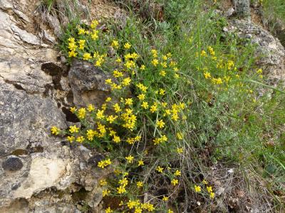 Petit Genêt d'Espagne, Genêt d'Espagne Genista hispanica L., 1753
