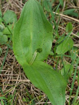 Grande Listère Neottia ovata (L.) Bluff & Fingerh., 1837
