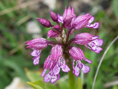 Orchis hybride Orchis x hybrida Boenn. ex Rchb., 1830