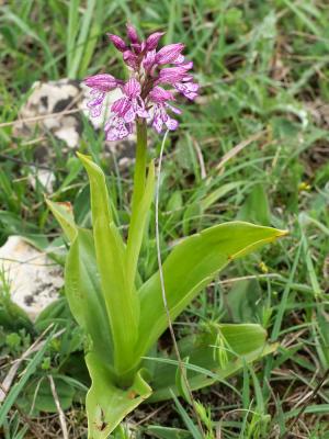 Orchis hybride Orchis x hybrida Boenn. ex Rchb., 1830