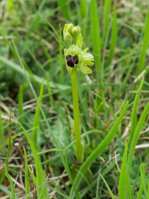 Ophrys funèbre Ophrys funerea Viv., 1824