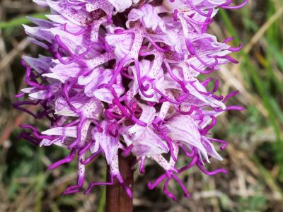 Orchis singe Orchis simia Lam., 1779