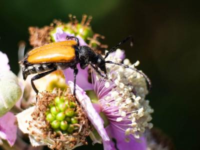 Lepture fauve Stictoleptura fulva (De Geer, 1775)