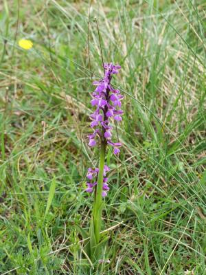 Orchis bouffon Anacamptis morio (L.) R.M.Bateman, Pridgeon & M.W.Chase, 1997