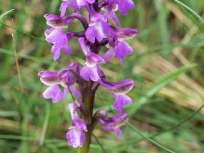 Orchis bouffon Anacamptis morio (L.) R.M.Bateman, Pridgeon & M.W.Chase, 1997