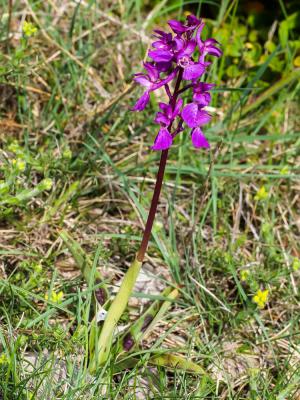 Orchis mâle, Herbe à la couleuvre Orchis mascula (L.) L., 1755