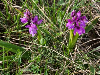 Orchis mâle, Herbe à la couleuvre Orchis mascula (L.) L., 1755