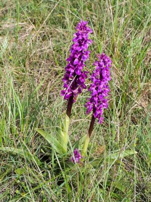 Orchis mâle, Herbe à la couleuvre Orchis mascula (L.) L., 1755