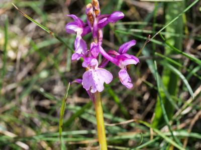Orchis mâle, Herbe à la couleuvre Orchis mascula (L.) L., 1755