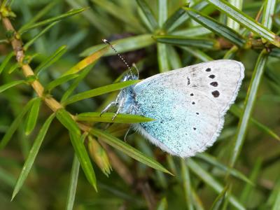 Azuré des Cytises (L') Glaucopsyche alexis (Poda, 1761)