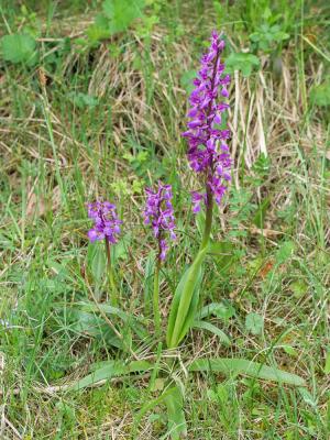 Orchis mâle, Herbe à la couleuvre Orchis mascula (L.) L., 1755