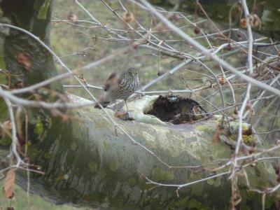 Épervier d'Europe Accipiter nisus (Linnaeus, 1758)