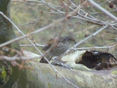 Épervier d'Europe Accipiter nisus (Linnaeus, 1758)