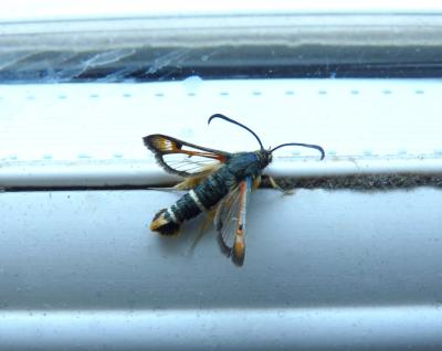 Sésie de l'Oseille (La) Pyropteron chrysidiforme (Esper, 1782)