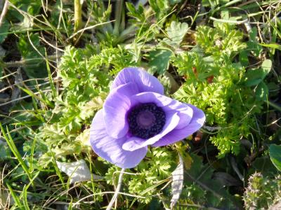 Anémone couronnée, Anémone Coronaire Anemone coronaria L., 1753