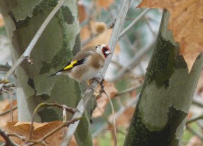 Chardonneret élégant Carduelis carduelis (Linnaeus, 1758)