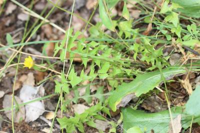 Chicorée Hyoseris radiata L., 1753