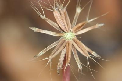 Chicorée Hyoseris radiata L., 1753