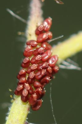  Liorhyssus hyalinus (Fabricius, 1794)