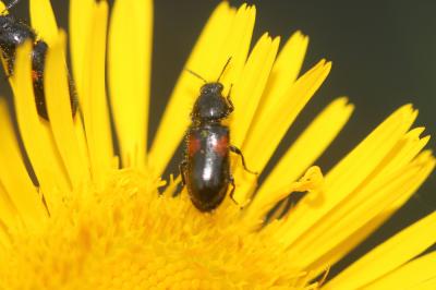  Divales bipustulatus (Fabricius, 1781)