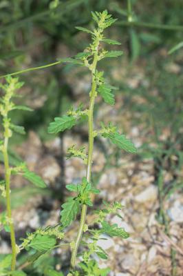 Chénopode couché Dysphania pumilio (R.Br.) Mosyakin & Clemants, 2002