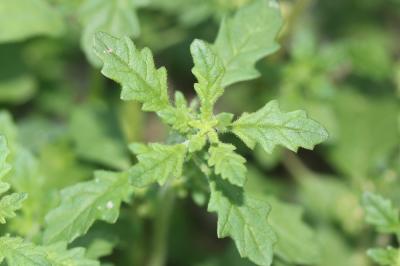 Chénopode couché Dysphania pumilio (R.Br.) Mosyakin & Clemants, 2002