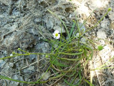 Flûteau fausse-renoncule, Baldellie fausse Renoncu Baldellia ranunculoides (L.) Parl., 1854