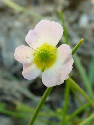 Flûteau fausse-renoncule, Baldellie fausse Renoncu Baldellia ranunculoides (L.) Parl., 1854