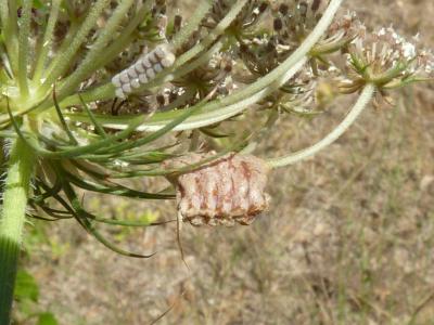 Empuse commune, Diablotin Empusa pennata (Thunberg, 1815)