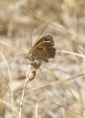 Fadet commun (Le), Procris (Le), Petit Papillon de Coenonympha pamphilus (Linnaeus, 1758)