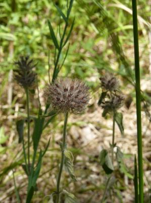 Sariette commune, Grand Basilic Clinopodium vulgare L., 1753