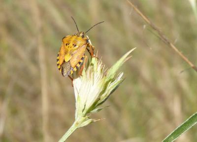  Carpocoris pudicus (Poda, 1761)