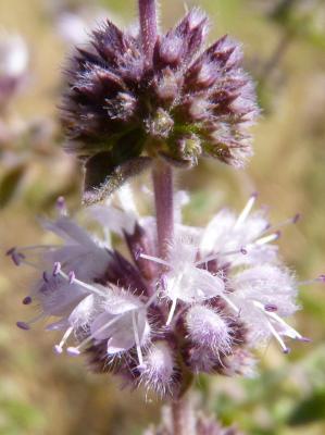 Menthe pouliot Mentha pulegium L., 1753