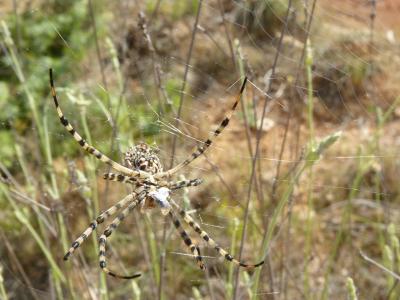  Argiope lobata (Pallas, 1772)
