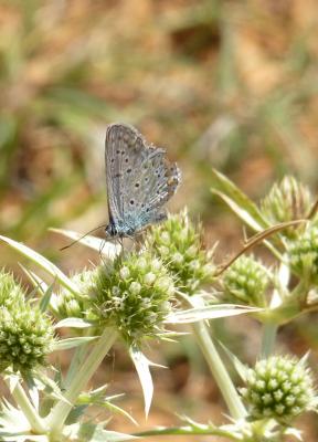 Azuré commun Polyommatus icarus (Rottemburg, 1775)