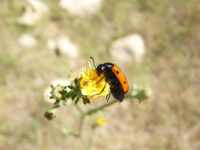  Mylabris quadripunctata quadripunctata (Linnaeus, 1767)
