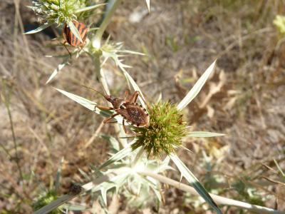 Rèduve à pattes rouges Rhynocoris erythropus (Linnaeus, 1767)
