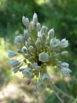 Ail pâle Allium pallens L., 1762