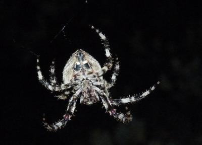 Épeire angulaire Araneus angulatus Clerck, 1758