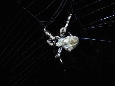 Épeire angulaire Araneus angulatus Clerck, 1758