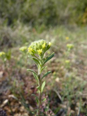 Alysson à calice persistant Alyssum alyssoides (L.) L., 1759