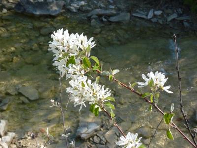 Amélanchier Amelanchier ovalis Medik., 1793