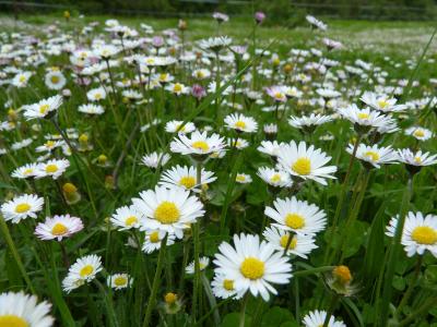 Pâquerette Bellis perennis L., 1753