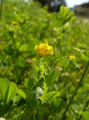 Luzerne polymorphe, Luzerne à fruits nombreux Medicago polymorpha L., 1753