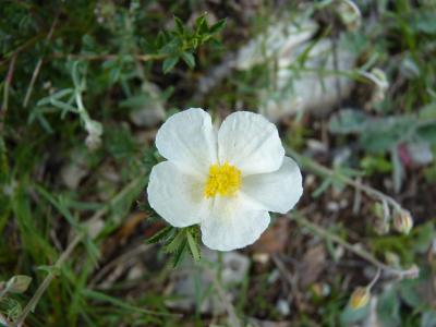 Hélianthème des Apennins, Hélianthème blanc, Herbe Helianthemum apenninum (L.) Mill., 1768