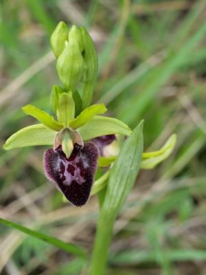 Ophrys de la passion Ophrys passionis Sennen, 1926