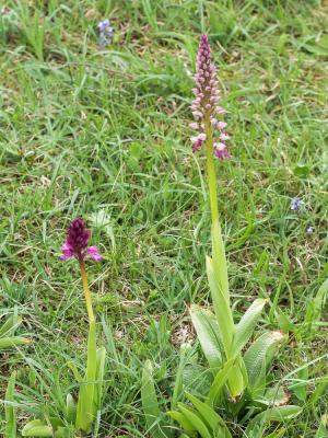  Orchis x spuria Rchb.f., 1849