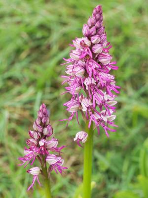  Orchis x spuria Rchb.f., 1849